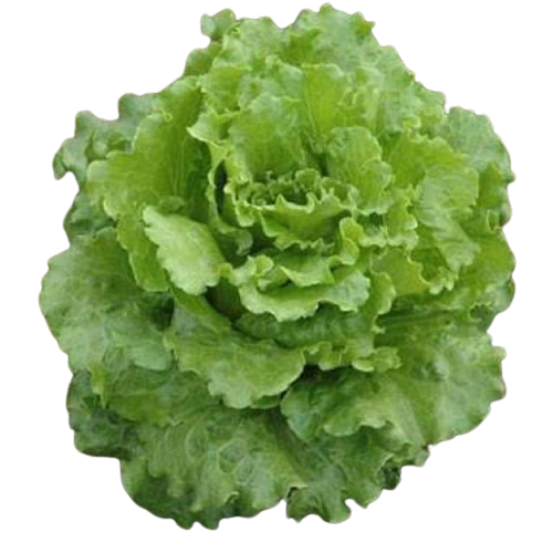 Summer Crisp Lettuce