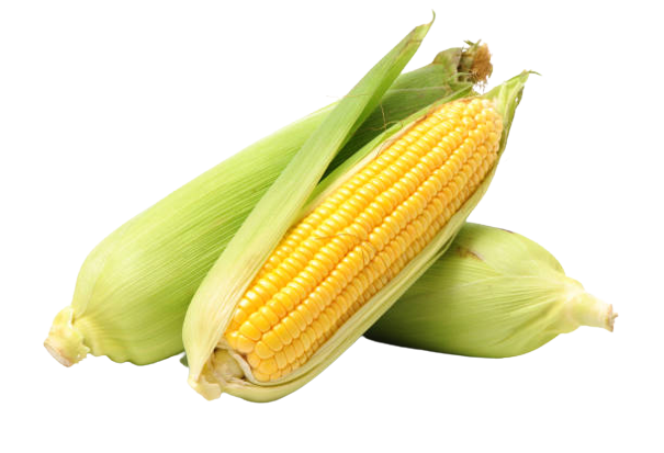 Sweet Corn