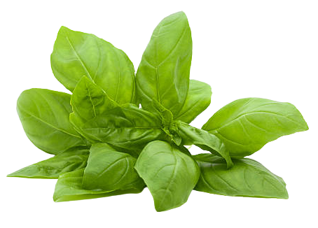 Basil