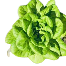 Bambi Bibb Lettuce