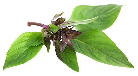 Thai Basil