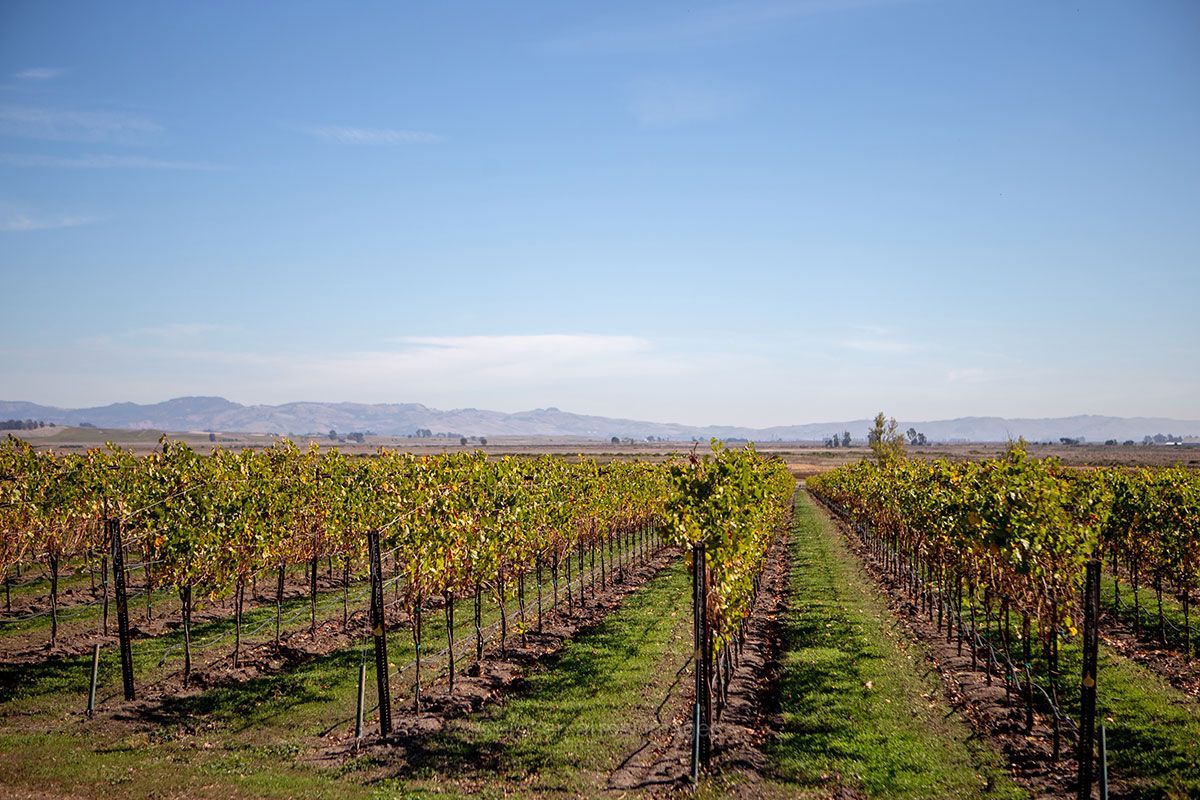 Vineyard with rows of grapevines, yellow-green leaves, blue sky, and distant mountains.