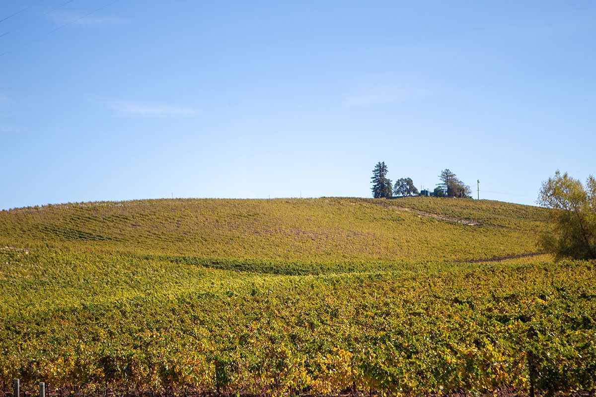 Vineyard on a sunny day; golden-yellow vines on a hillside, blue sky.