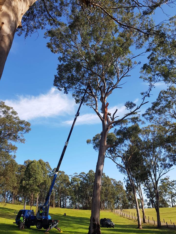 Cutting Branches of Trees — Martins Ville, NSW — Beaus Tree Service
