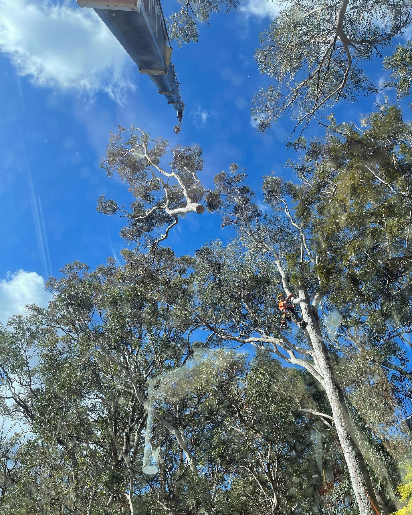 Big Tree — Martins Ville, NSW — Beaus Tree Service