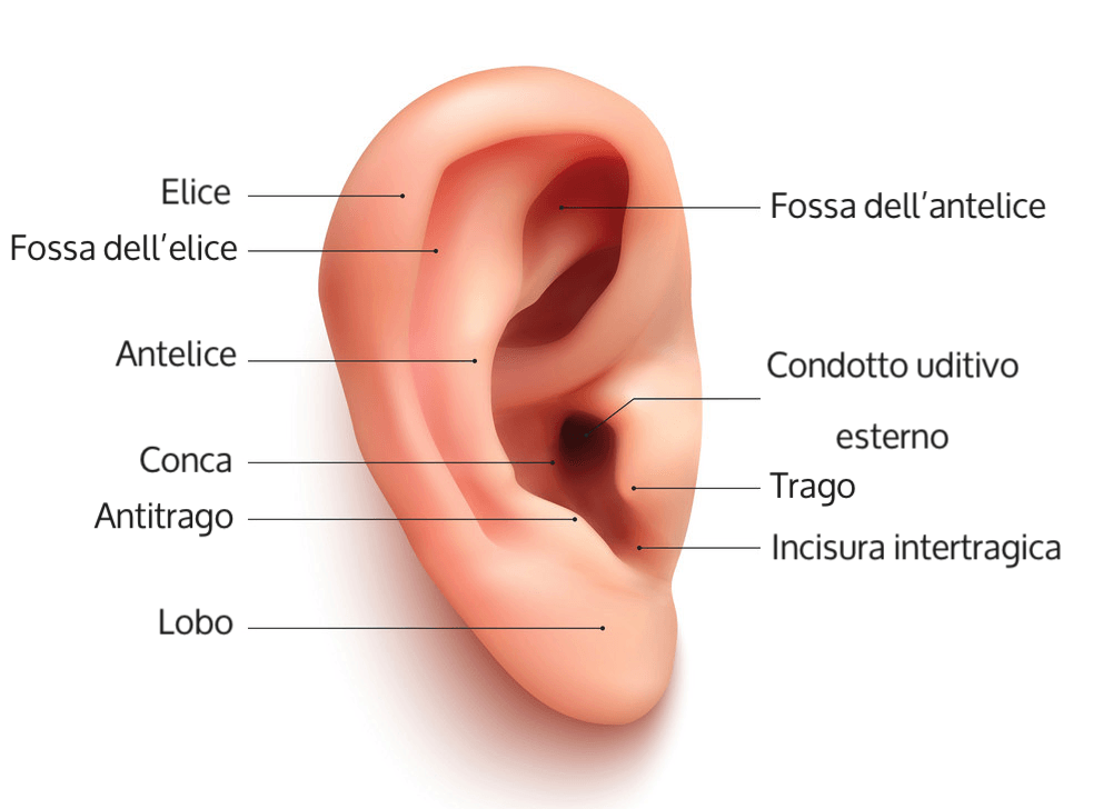 Orecchio