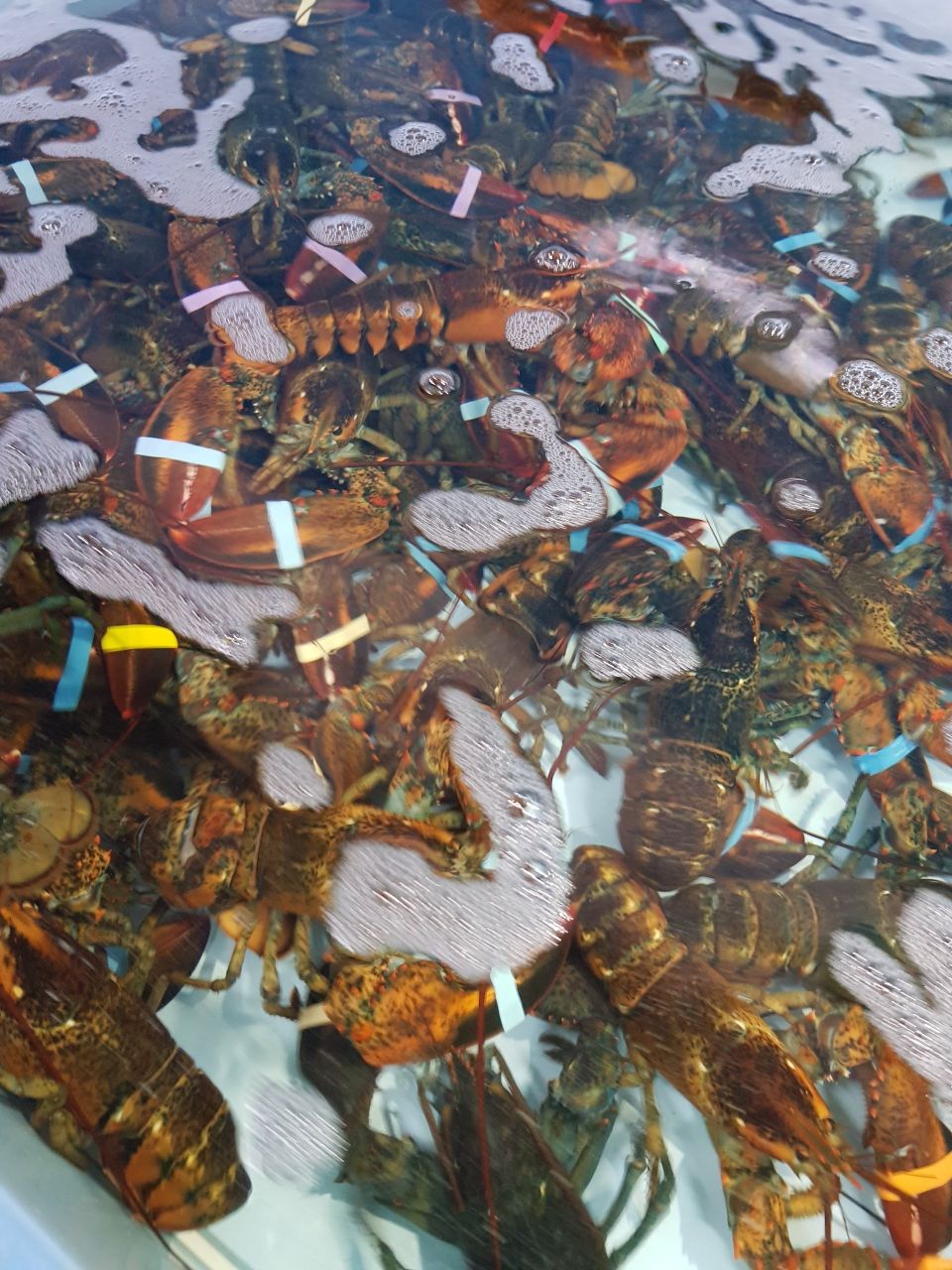 crostacei del mediterraneo