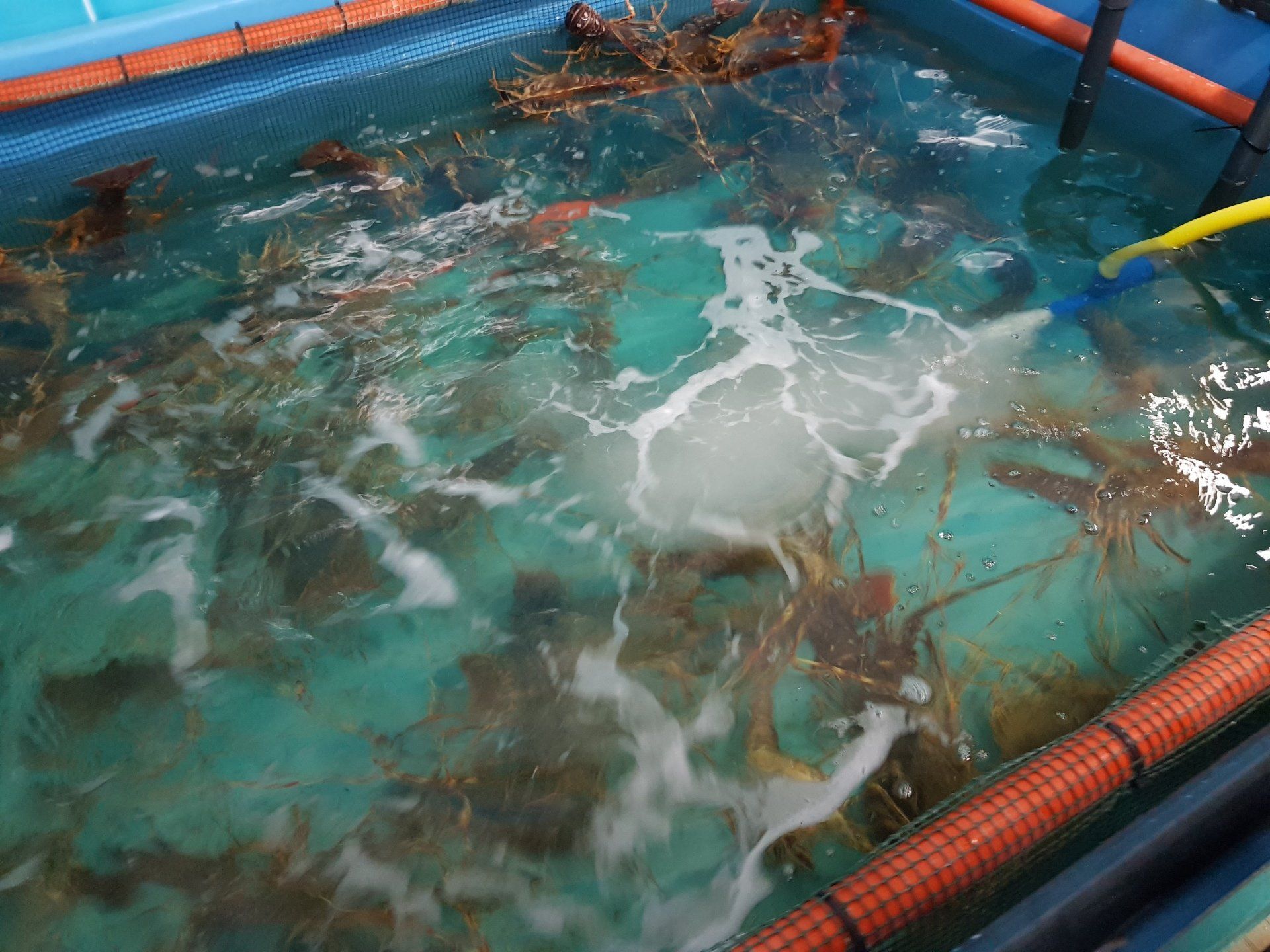 vasca con aragoste vive