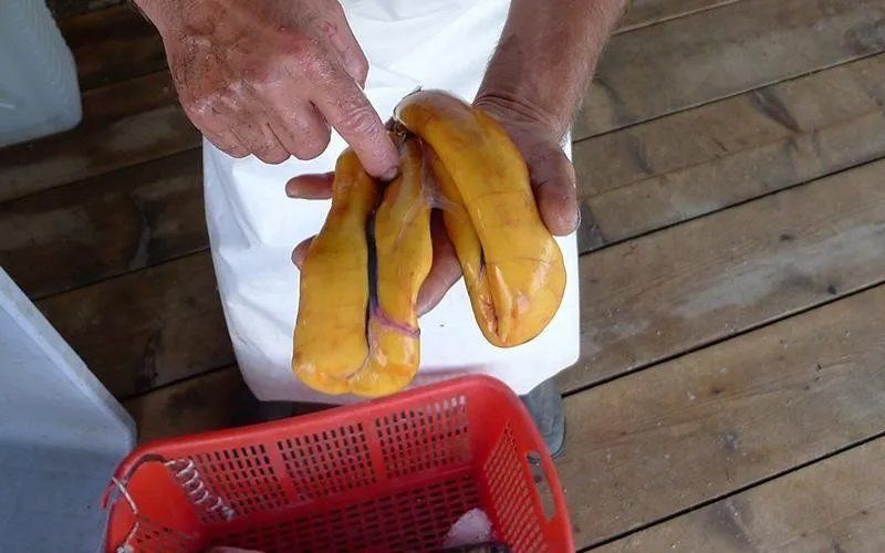 bottarga di tonno fresca