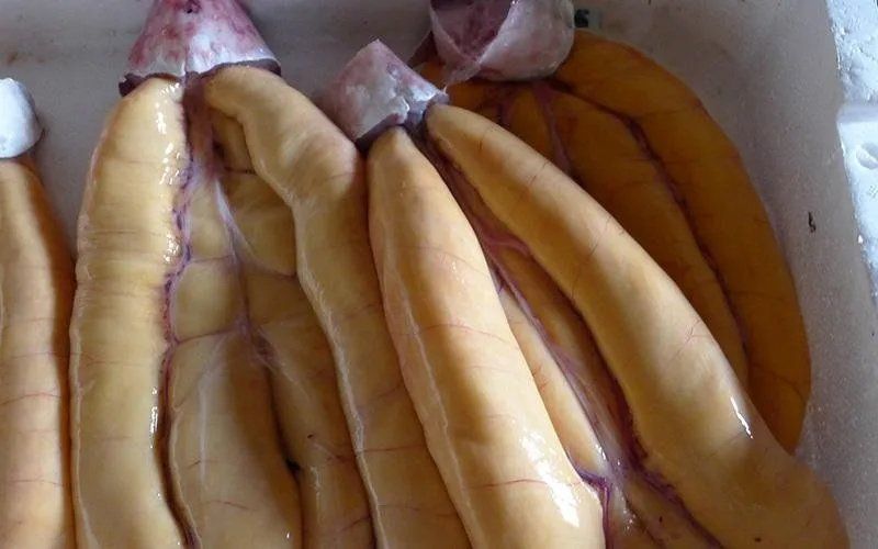 pezzi di bottarga