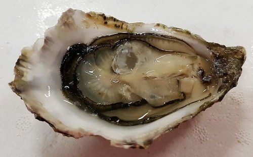 La Perle de l'Imperatrice oyster