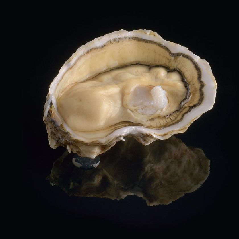 Royale oyster
