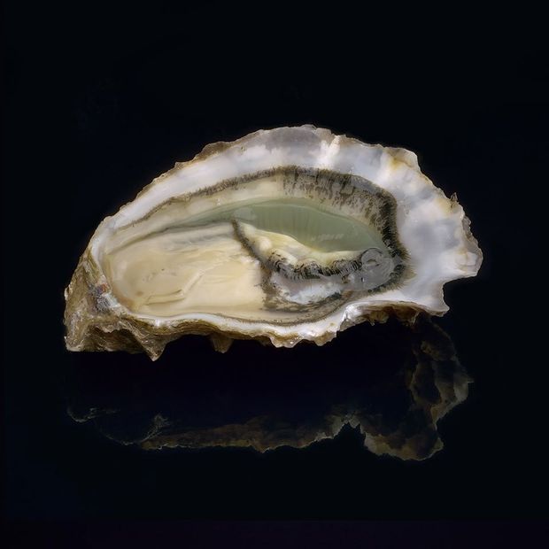Secrete oyster