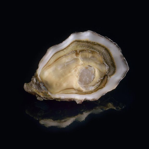Speciale oyster