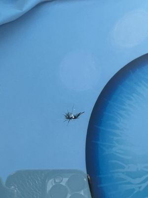 A close up of a broken windshield on a blue car.