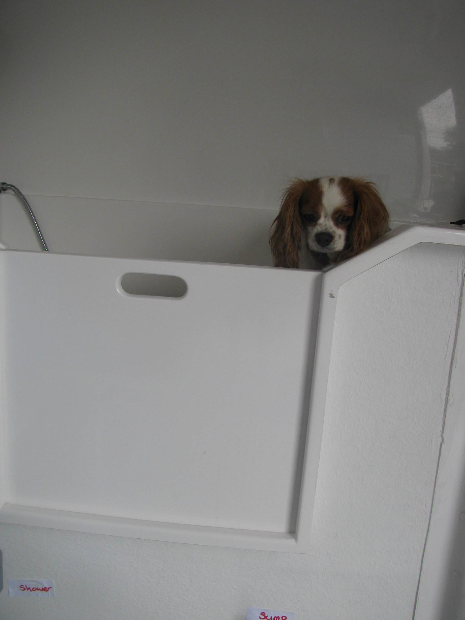 Mobile dog grooming in Loudwater