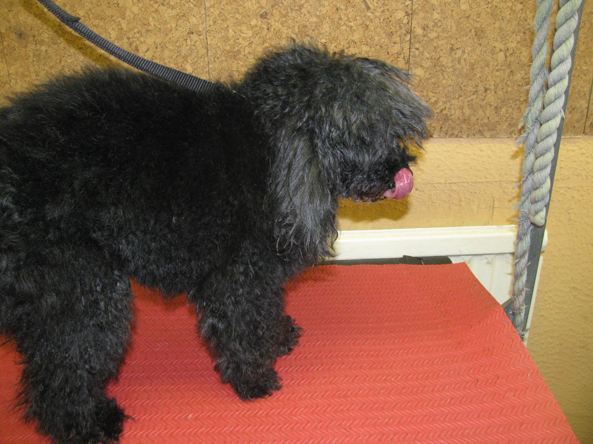 mobile dog grooming in Chesham