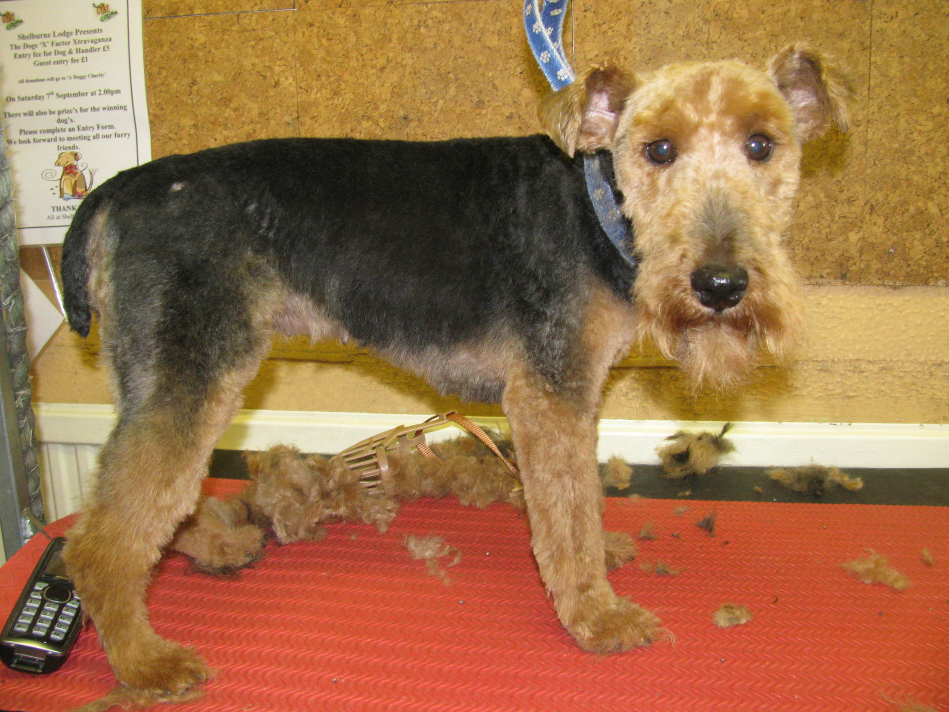 Mobile dog groomer in Great Missenden