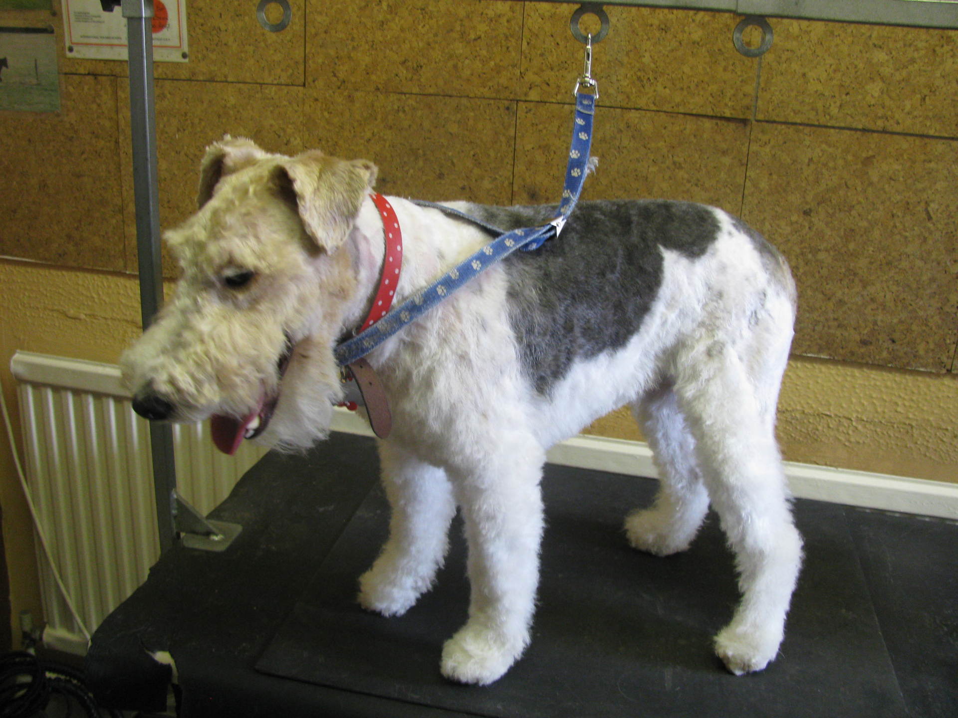 Mobile dog groomer in Loudwater
