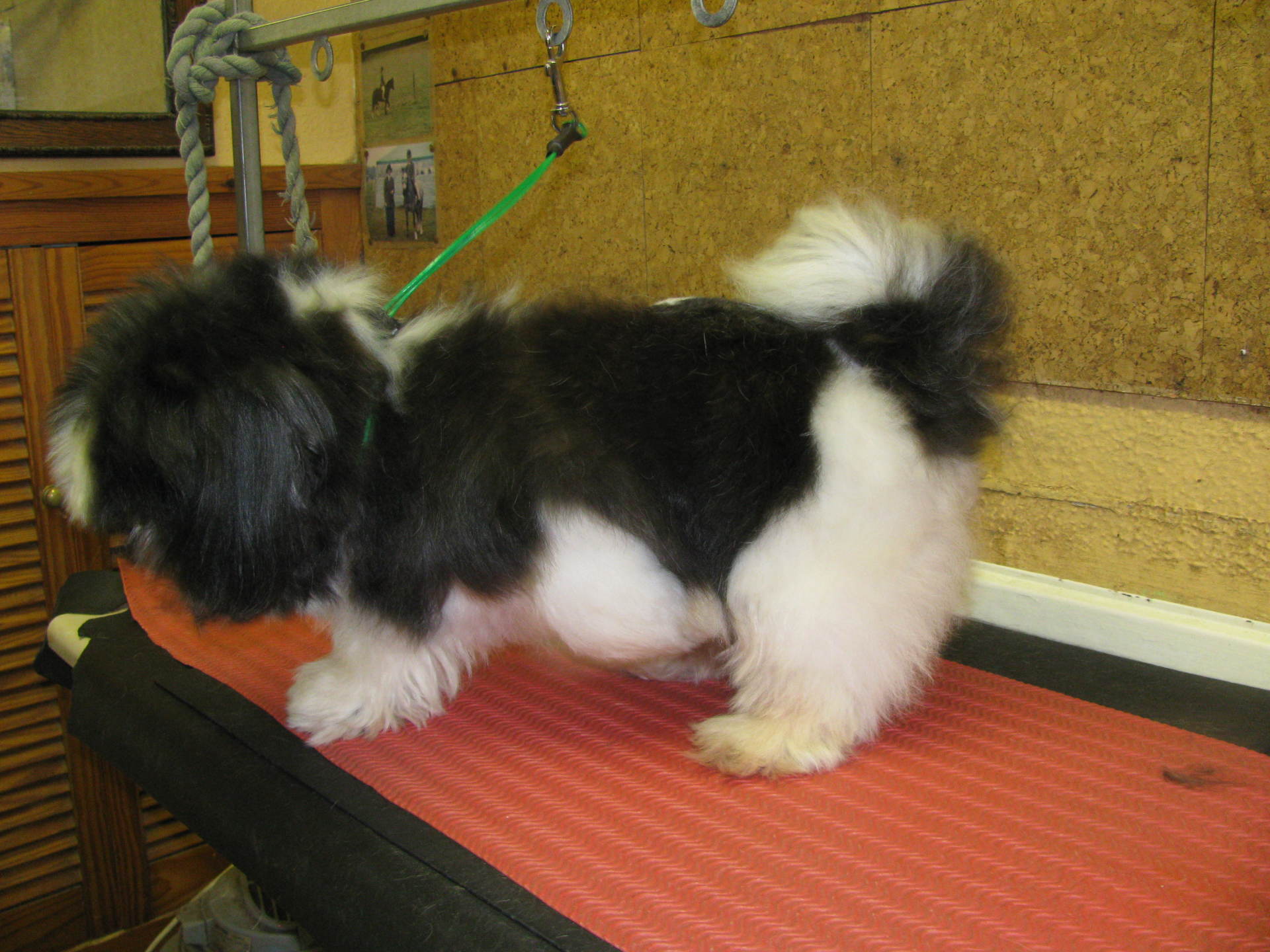 mobile dog grooming in High Wycombe