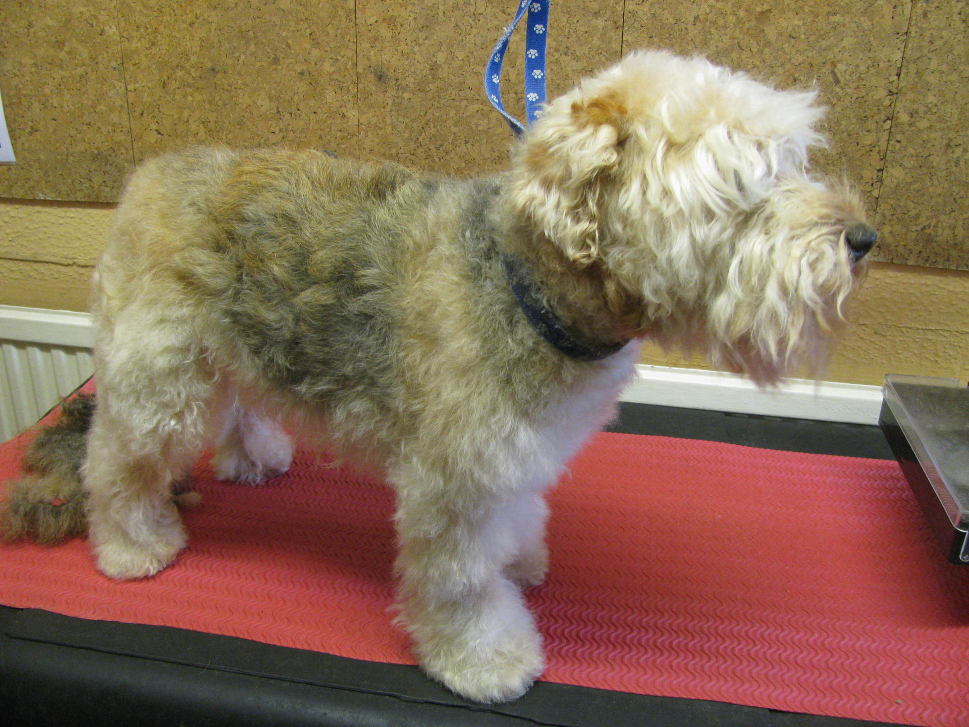 Mobile dog grooming in High Wycombe