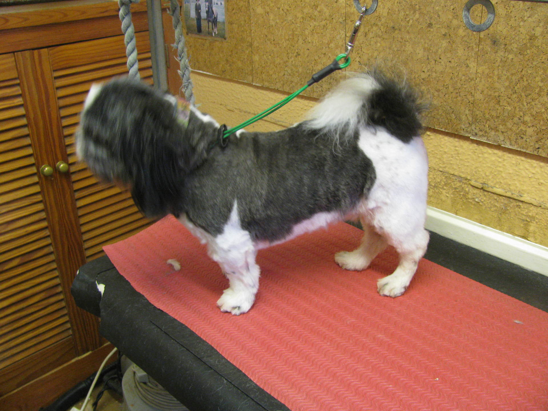 mobile dog groomer in High Wycombe