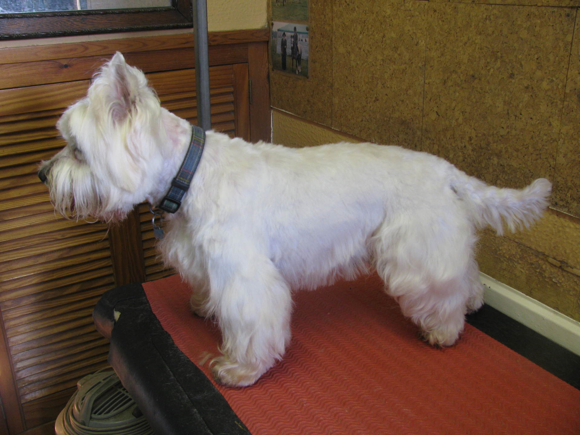 mobile dog groomer in Beaconsfield