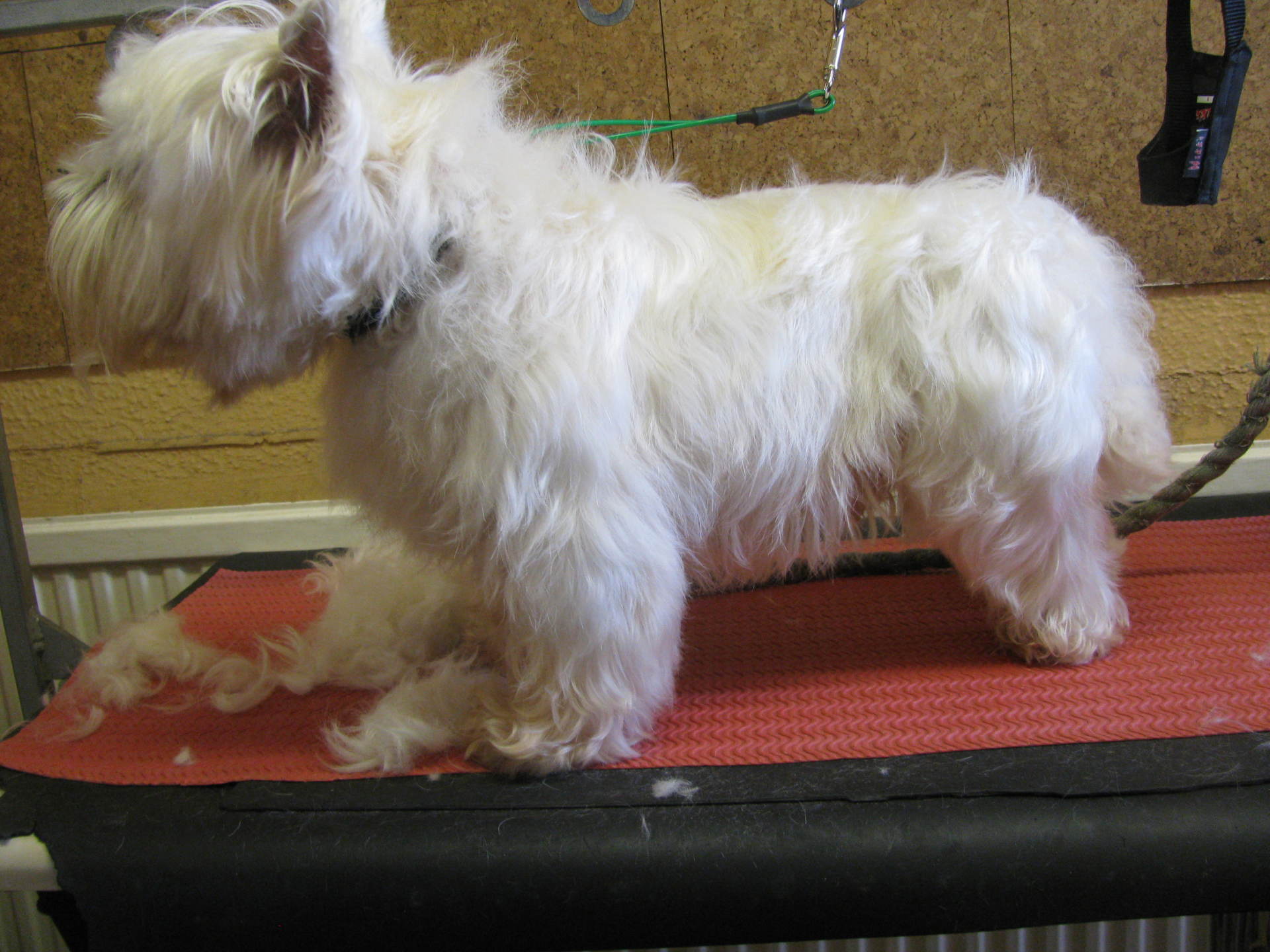 mobile dog grooming in Beaconsfield