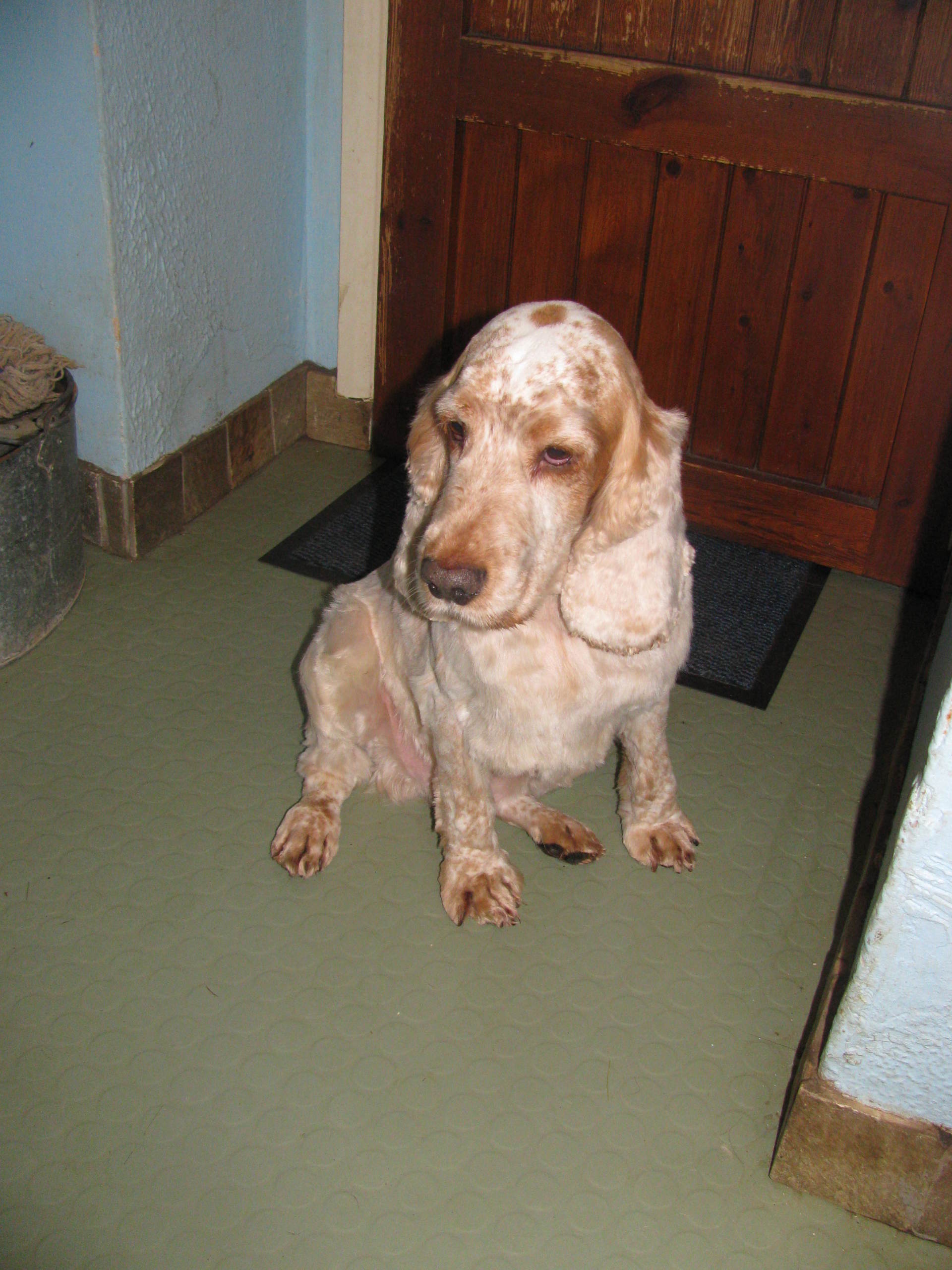 mobile dog groomer in Amersham