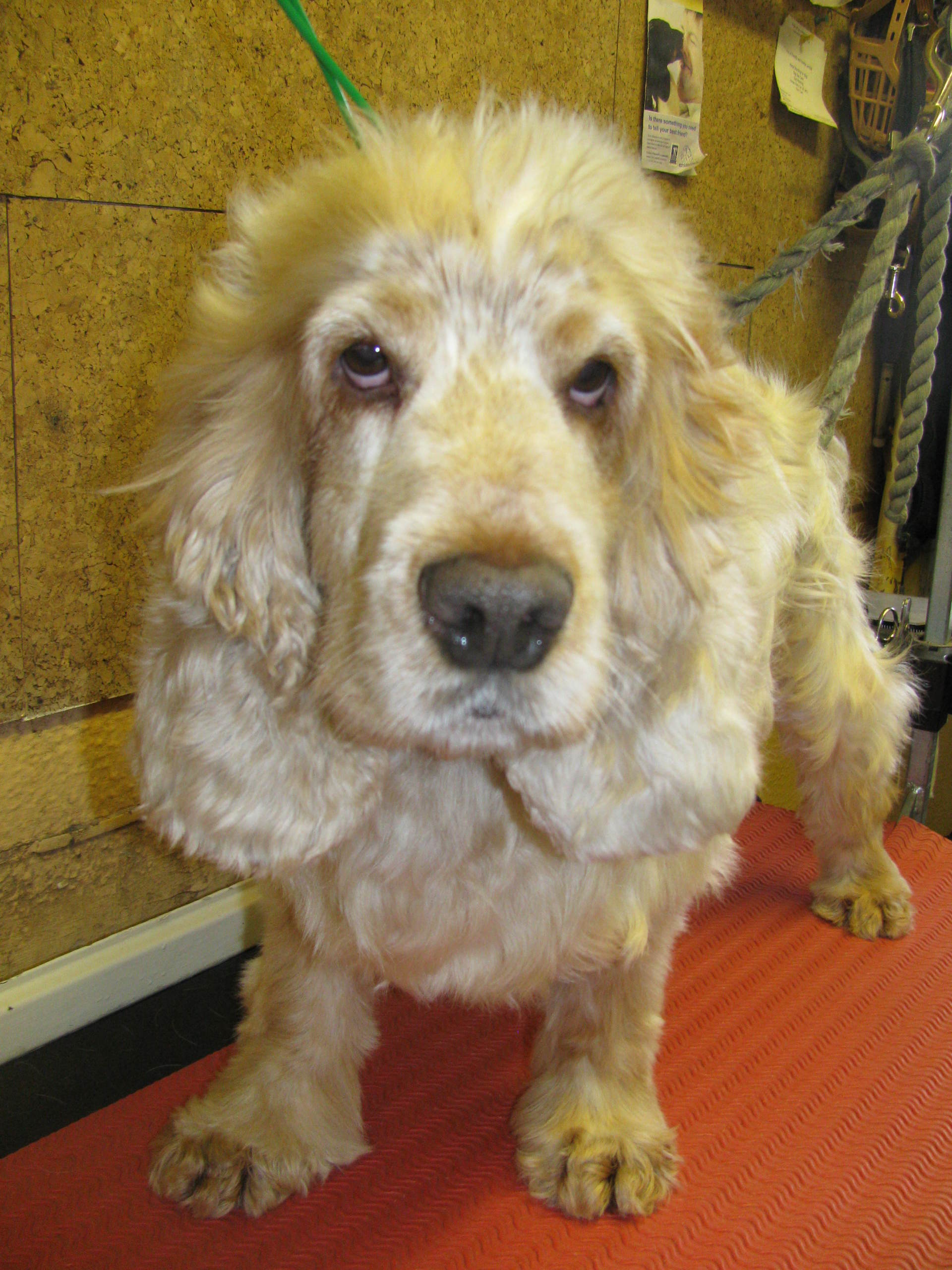 mobile dog grooming in Amersham