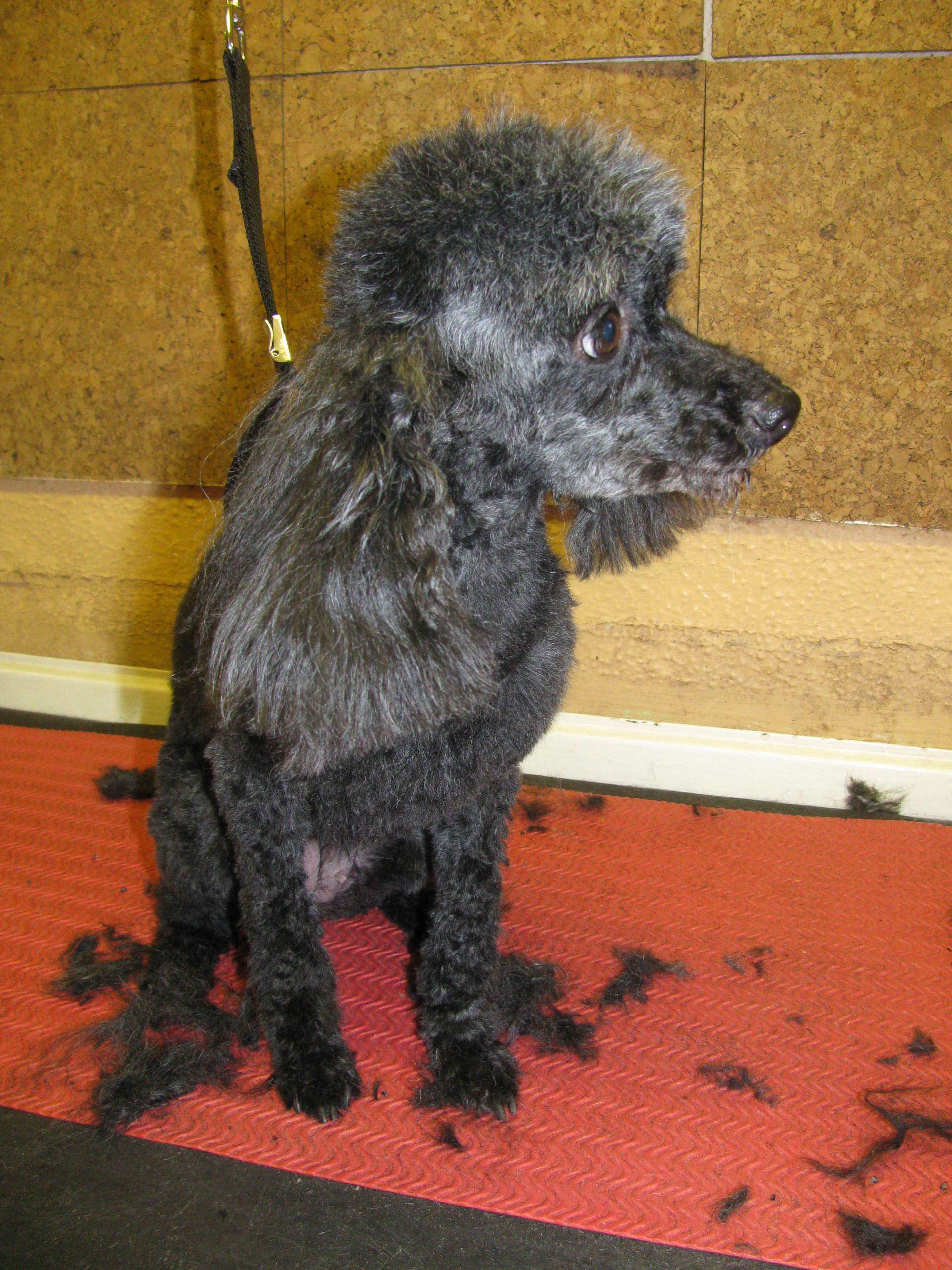 mobile dog groomer in Chesham