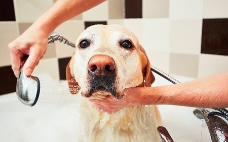Let us take care of the bathing needs of your dog