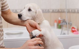 We will carefully trim your dog's nails