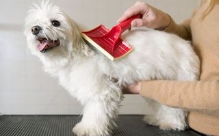 Our experts provide professional pet grooming