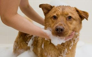 We offer reliable dog wash