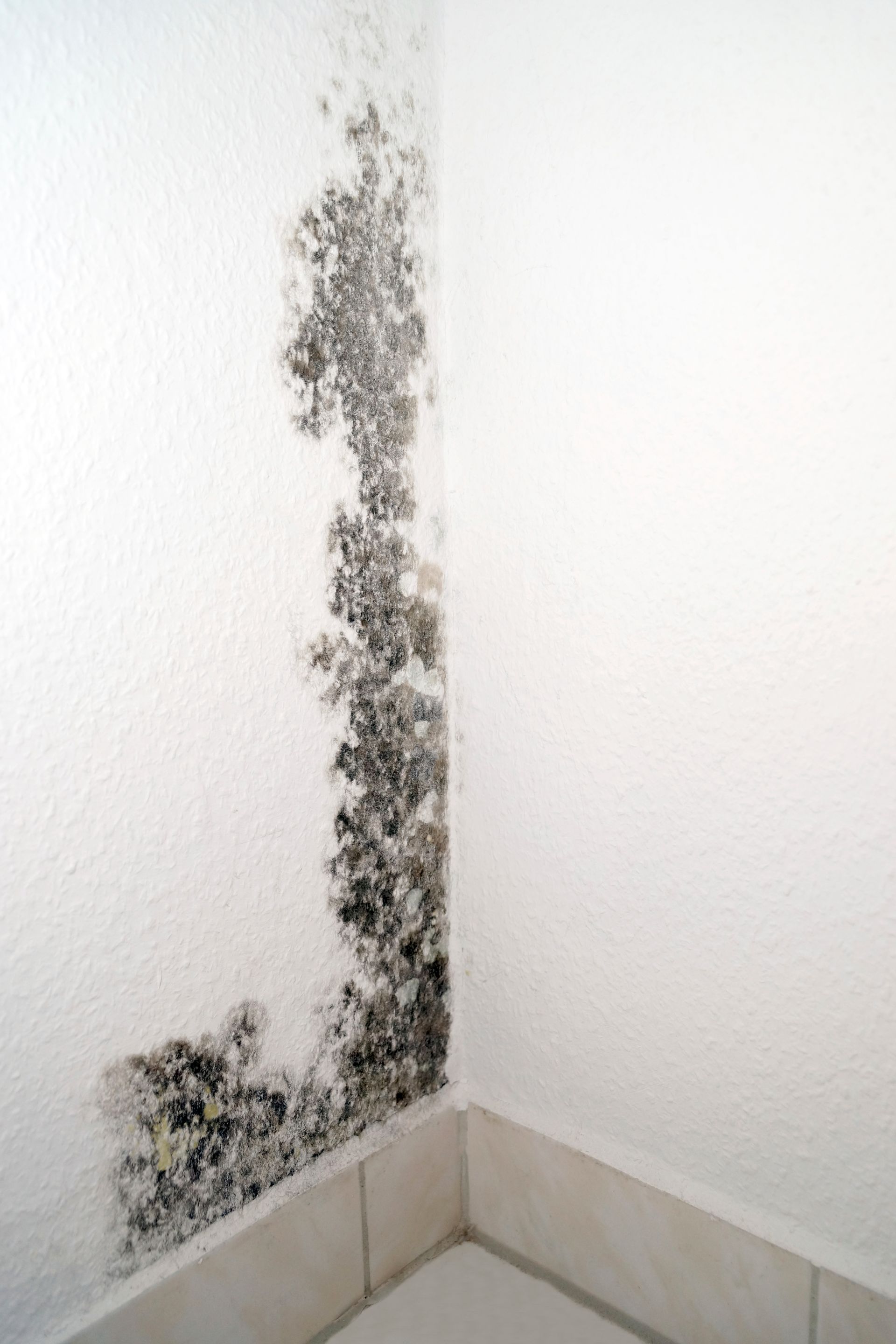 A Black Mold Growing on A Wall