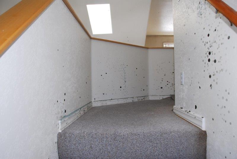 Mold on Stairs — Flagstaff, AZ — Superior Restoration Services
