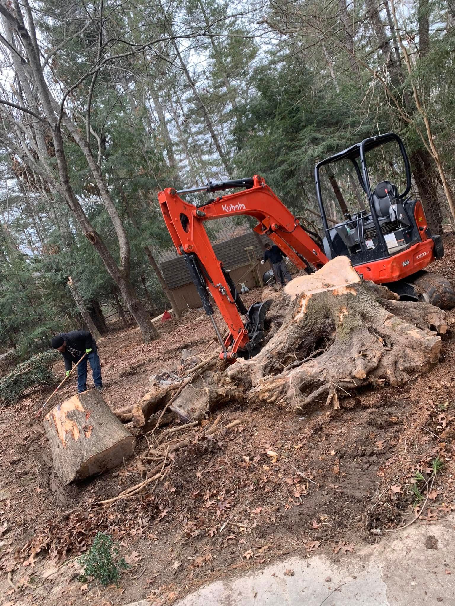 An orange excavator works to remove a large tree stump in a wooded area while a person stands nearby.