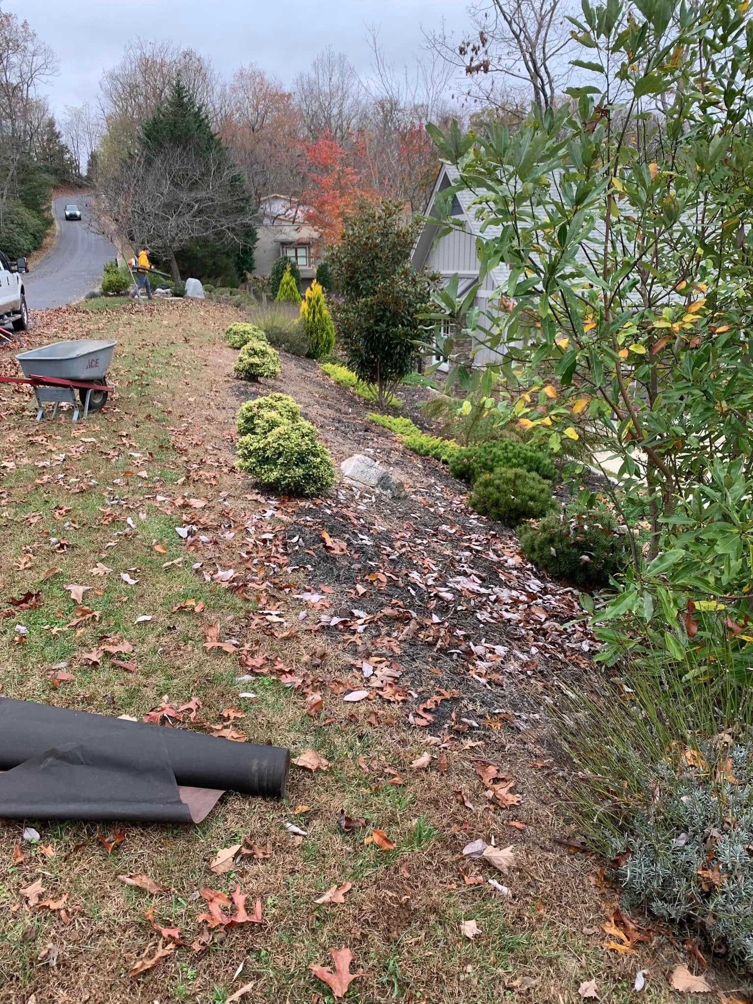 A row of small green shrubs lines a mulched garden bed on a lawn covered in fallen autumn leaves, with a wheelbarrow nearby.
