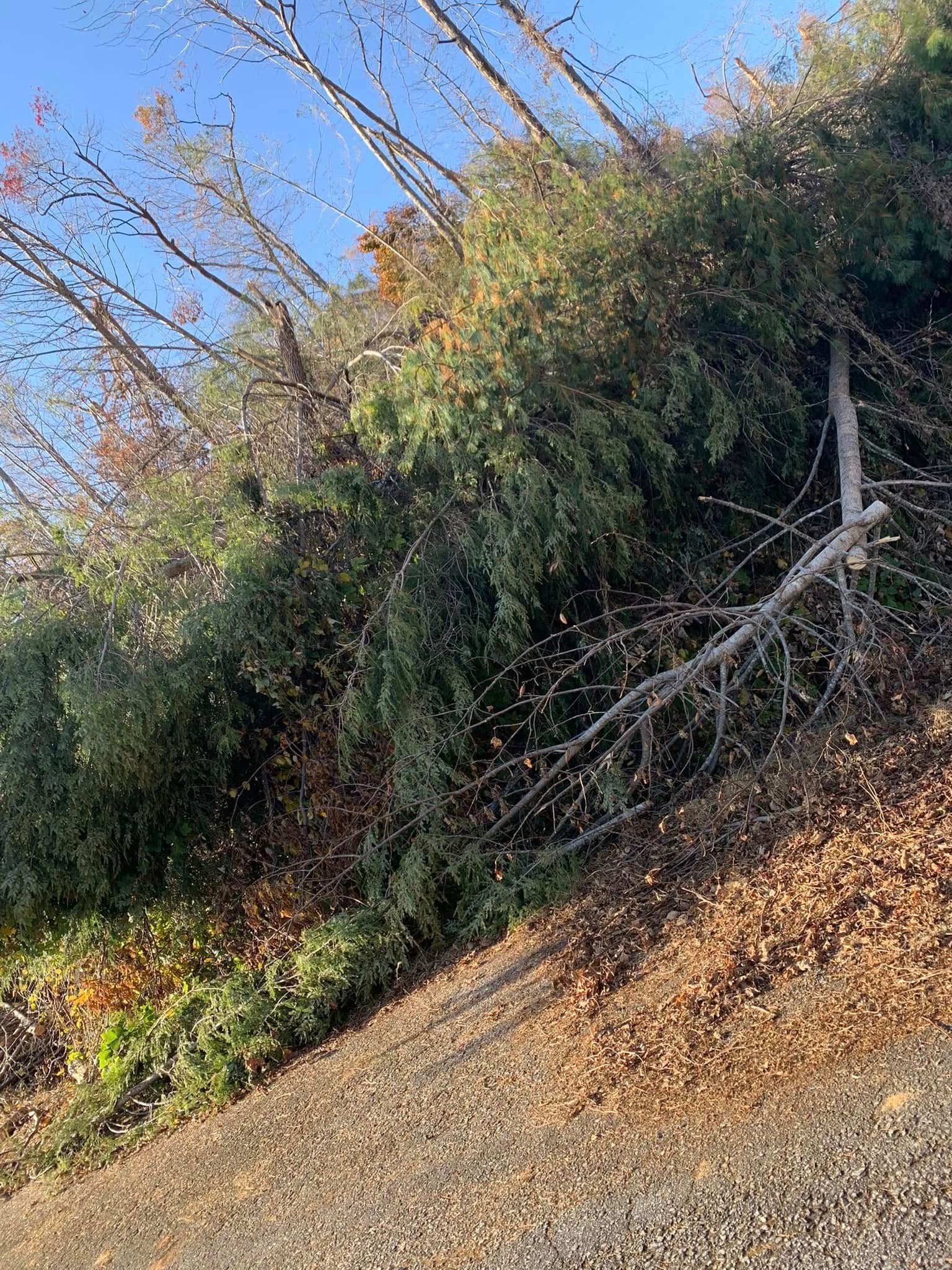 A sloped hillside covered in green brush, fallen tree branches, and fallen brown leaves under a clear blue sky.