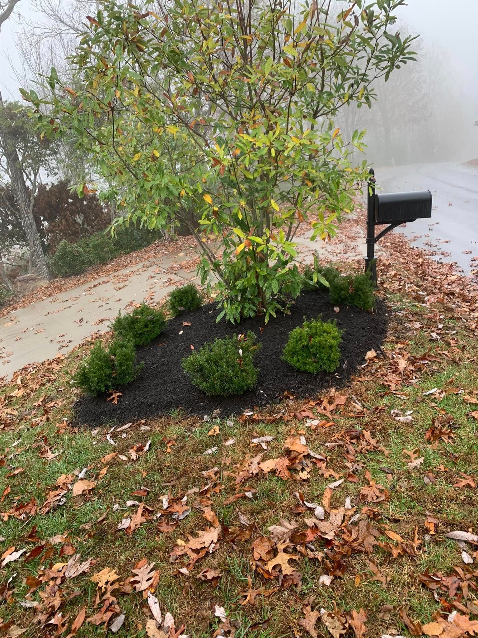 A mailbox stands next to a small tree surrounded by dark mulch and several young shrubs on a foggy, autumn day.