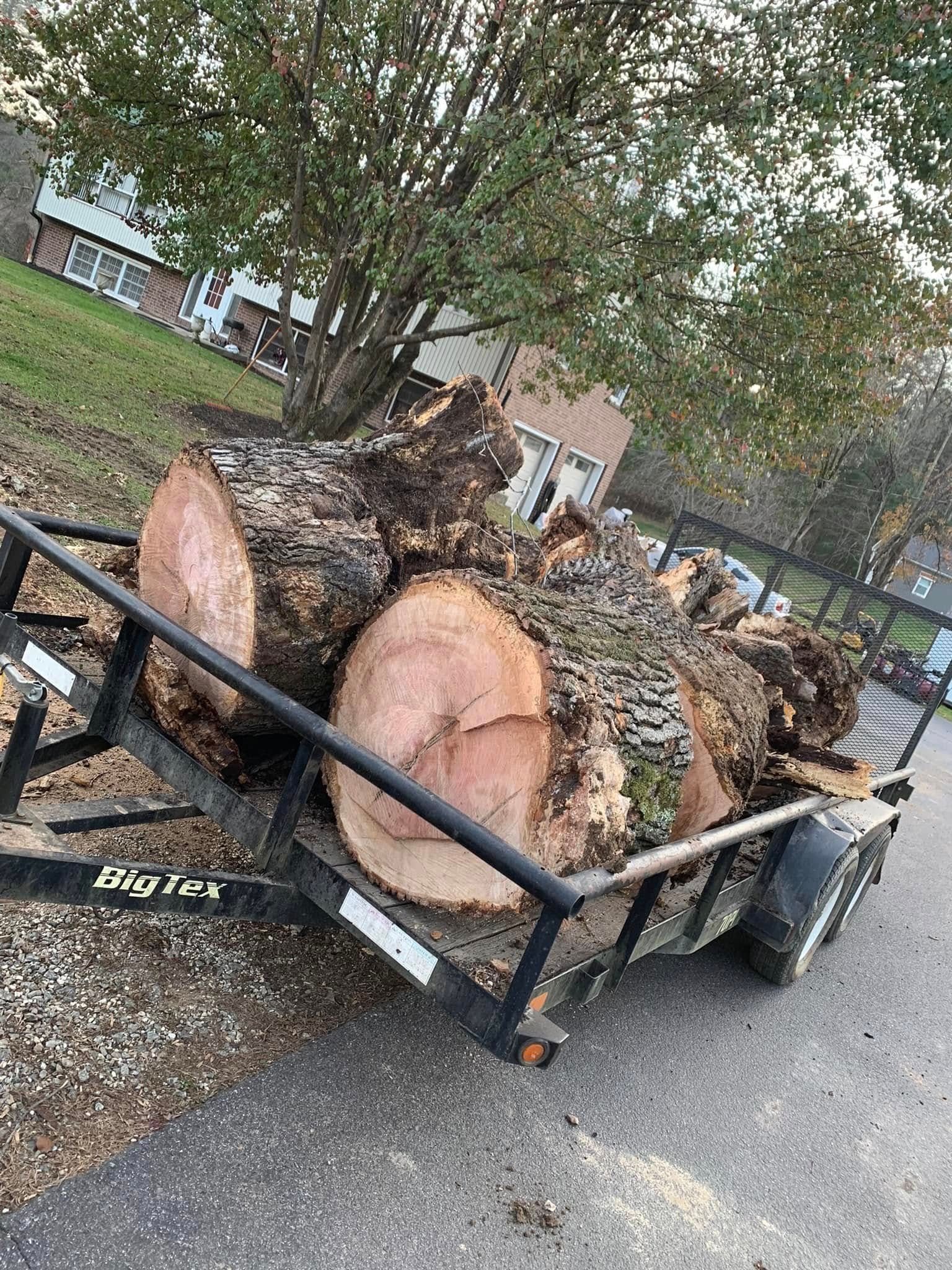 Large logs from a freshly cut tree loaded onto an open utility trailer parked on a driveway in a residential yard.