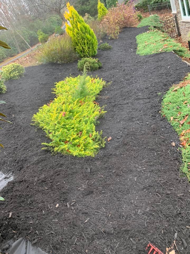 A garden bed covered in fresh black mulch with various bright green evergreen shrubs and small plants.