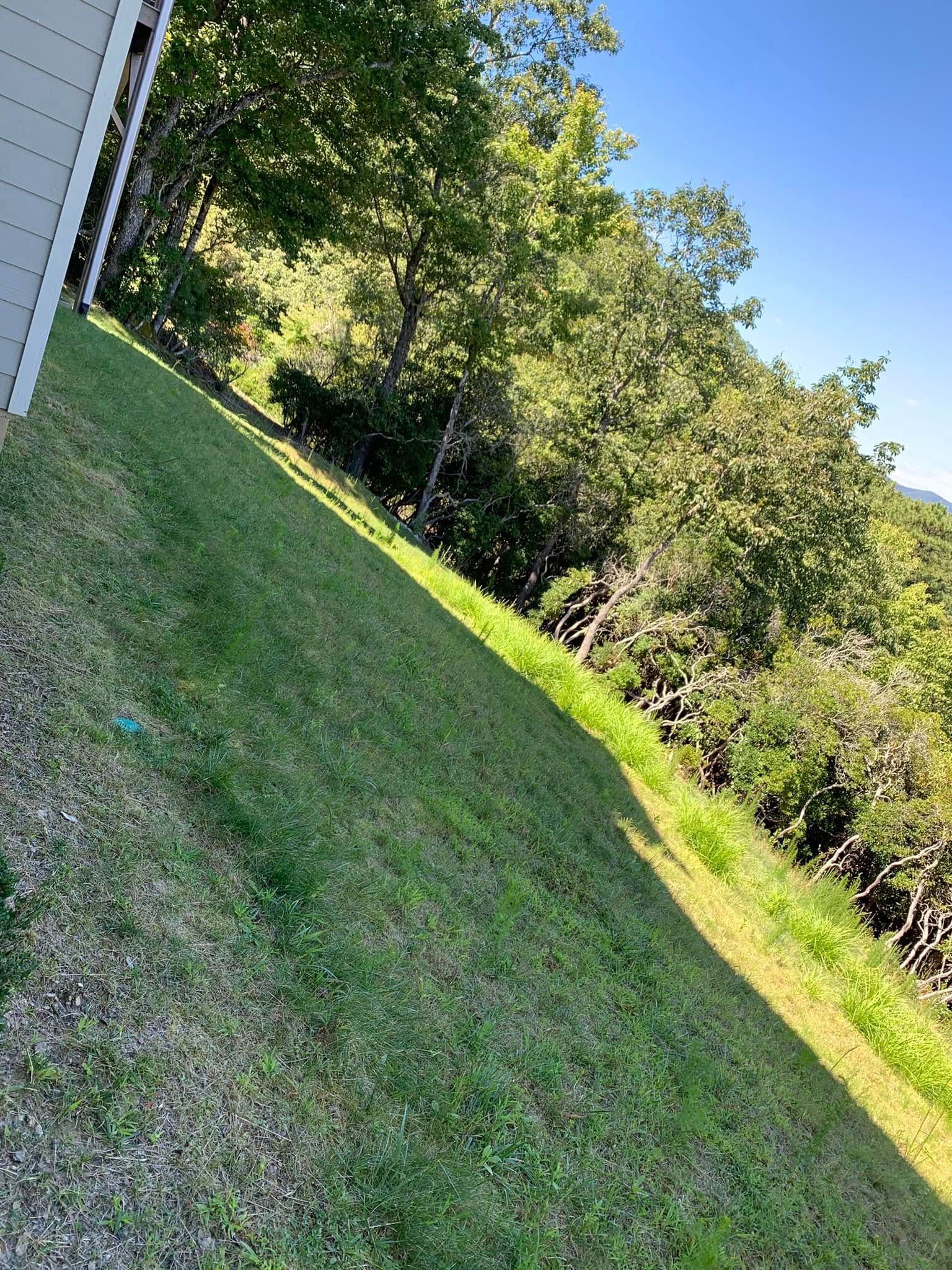 A grassy hillside leading up to a dense, sunlit forest edge next to the side of a building.