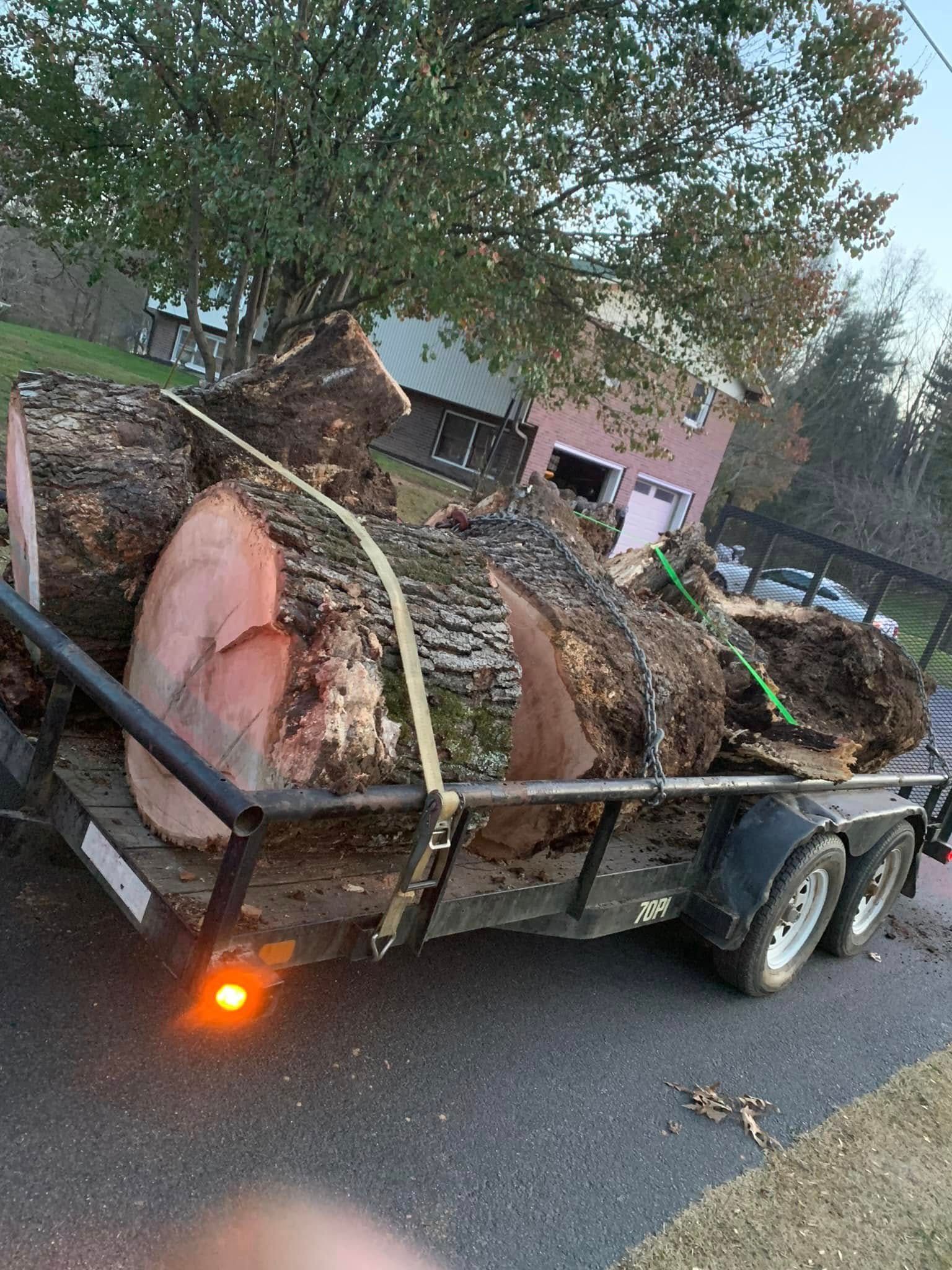 A flatbed trailer parked on asphalt is loaded with several large, cut sections of a tree trunk, secured by yellow straps.