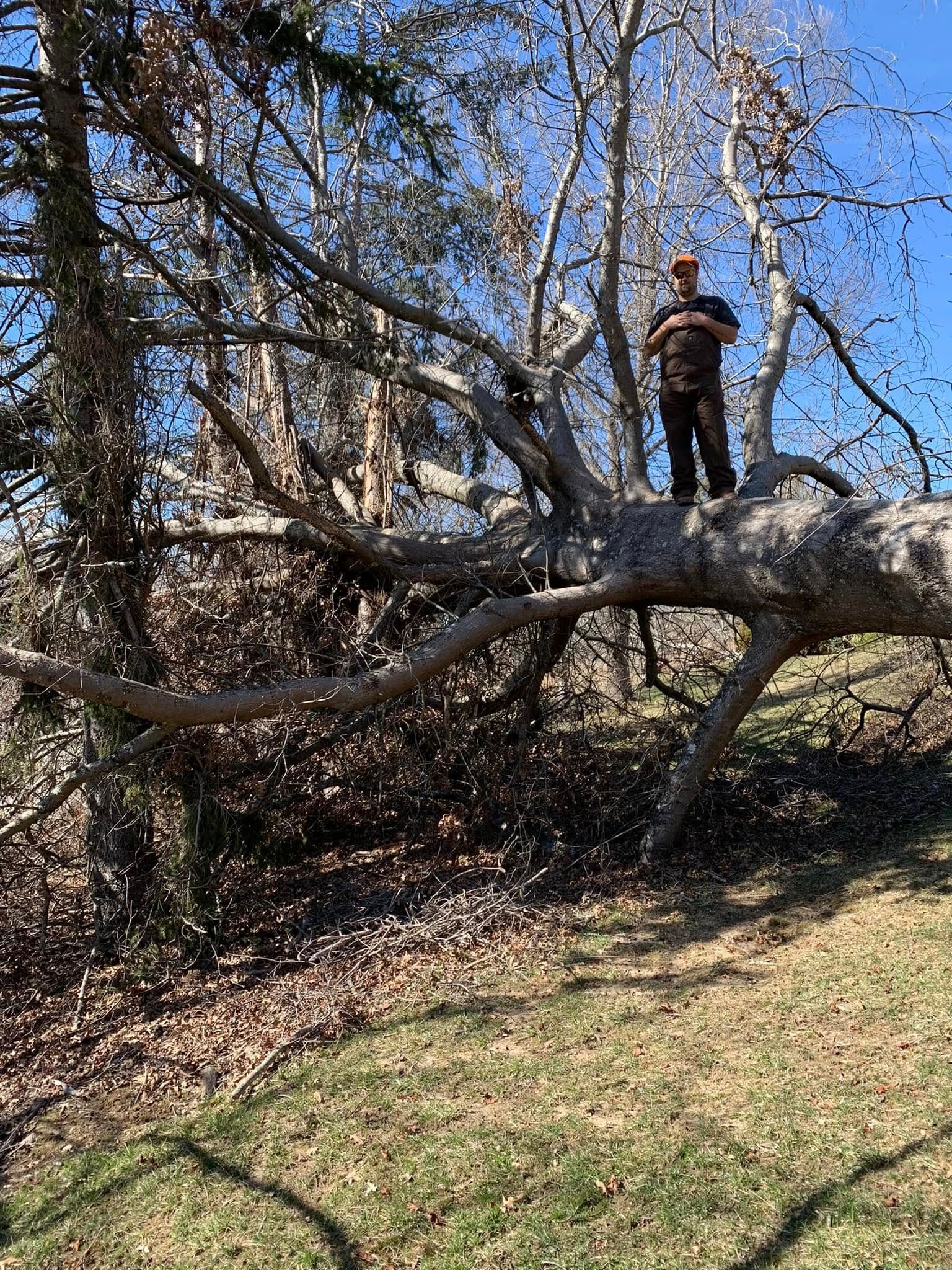 A person stands on the large, horizontal trunk of a fallen tree in a grassy, wooded area on a sunny day.