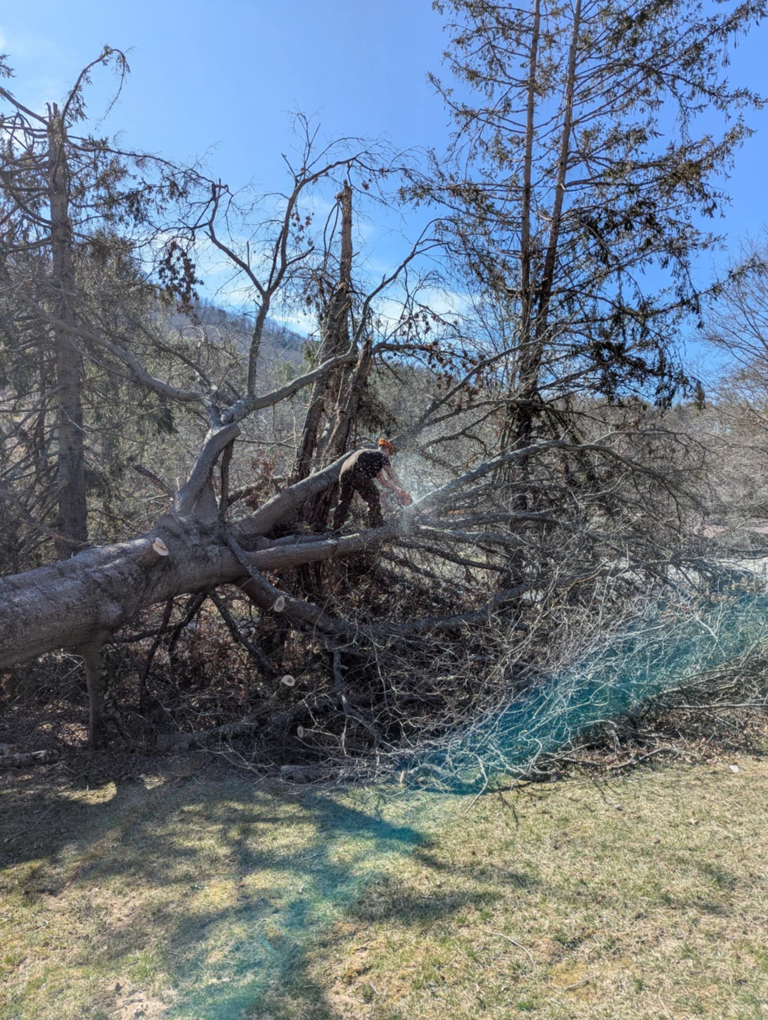 A person using a chainsaw to cut the branches off a large tree that has fallen in a wooded area on a sunny day.