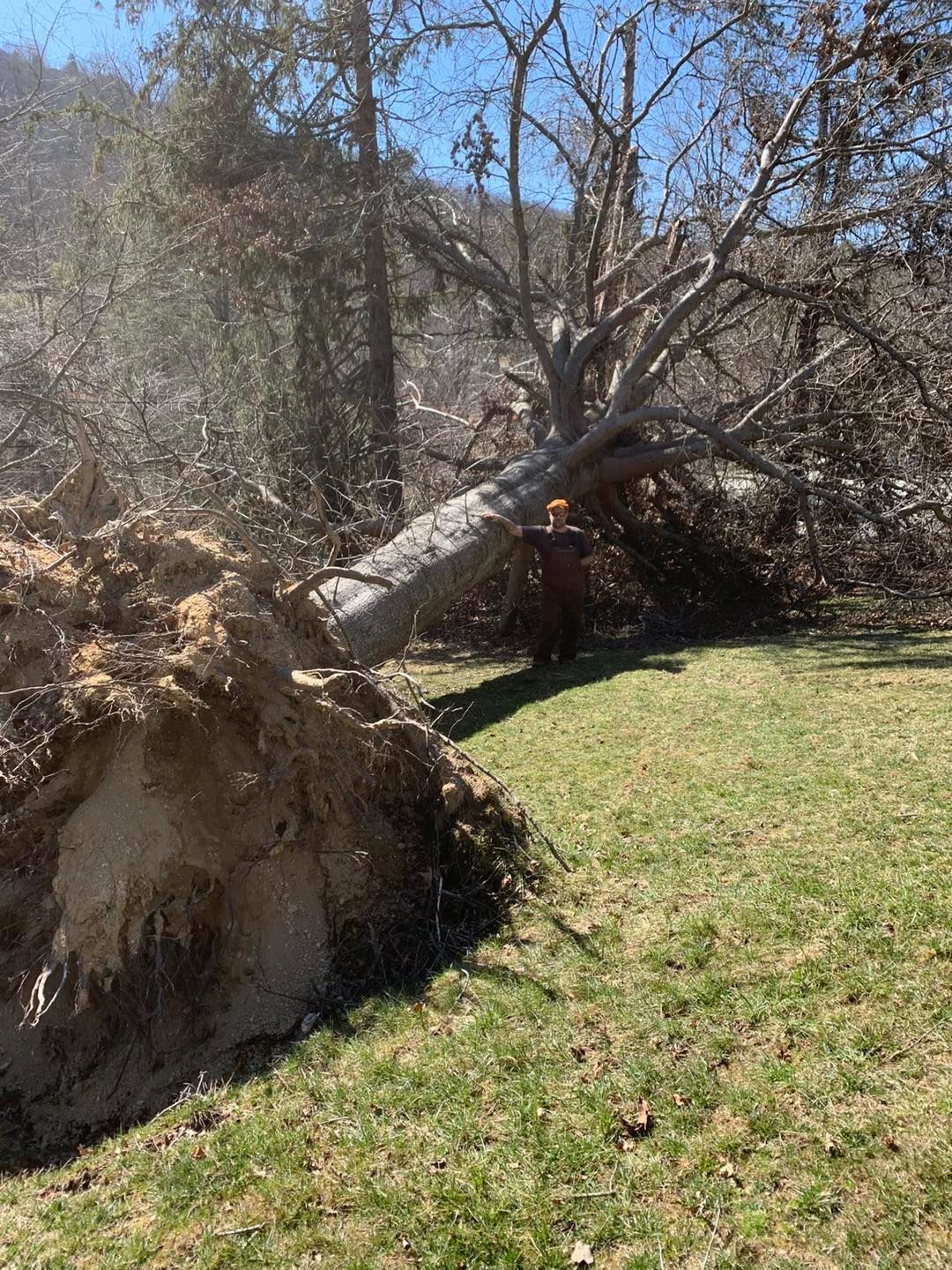 A person stands next to a large tree that has been uprooted, exposing its root ball in a grassy outdoor area.