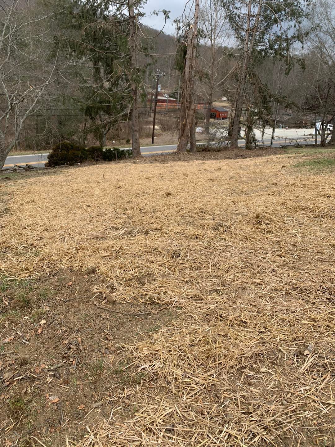 A grassy lot covered in wood chips, bordered by trees and a road in the background under a cloudy sky.