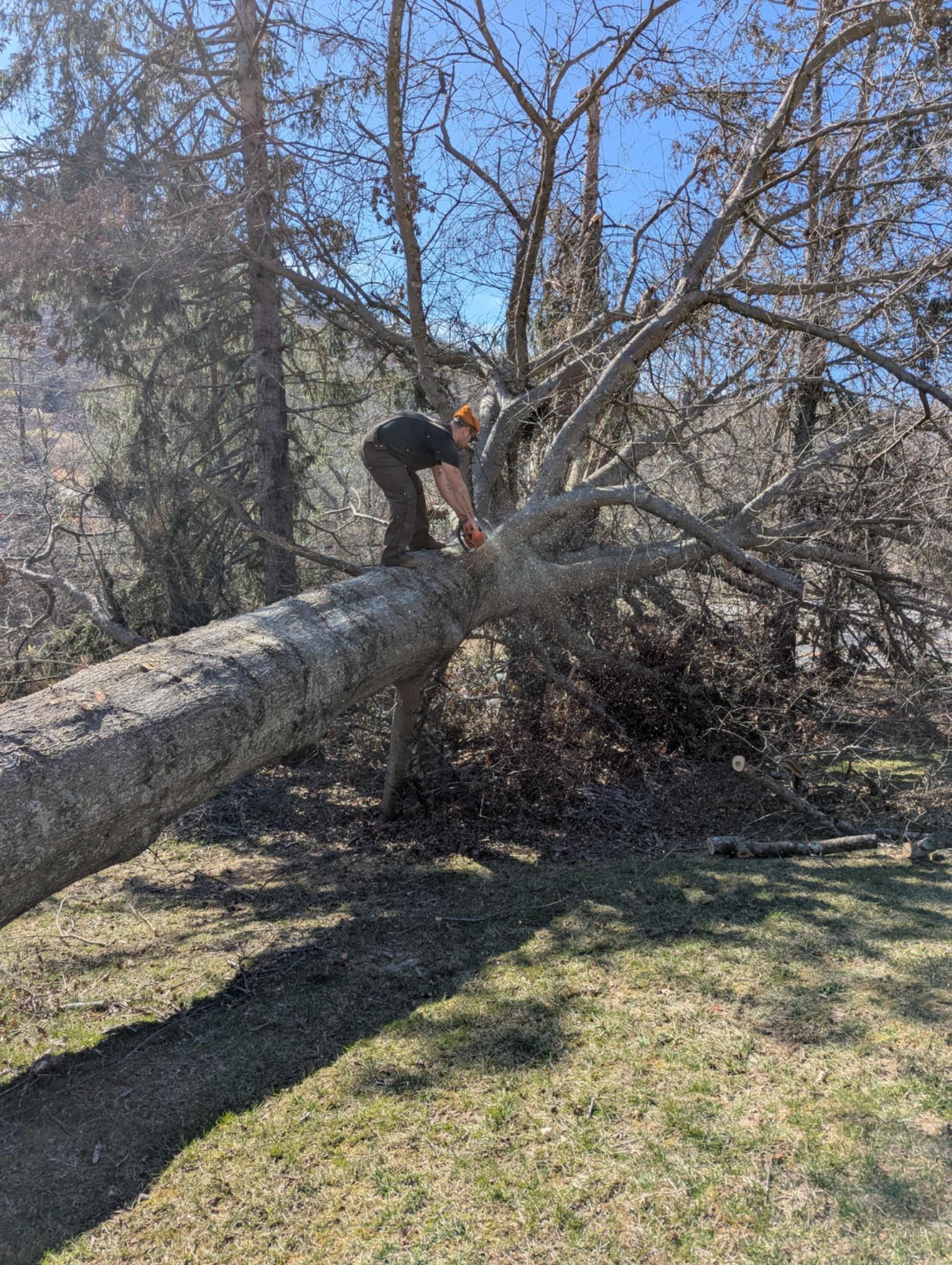 A person wearing a safety helmet cuts a large fallen tree trunk with a chainsaw in a wooded area.